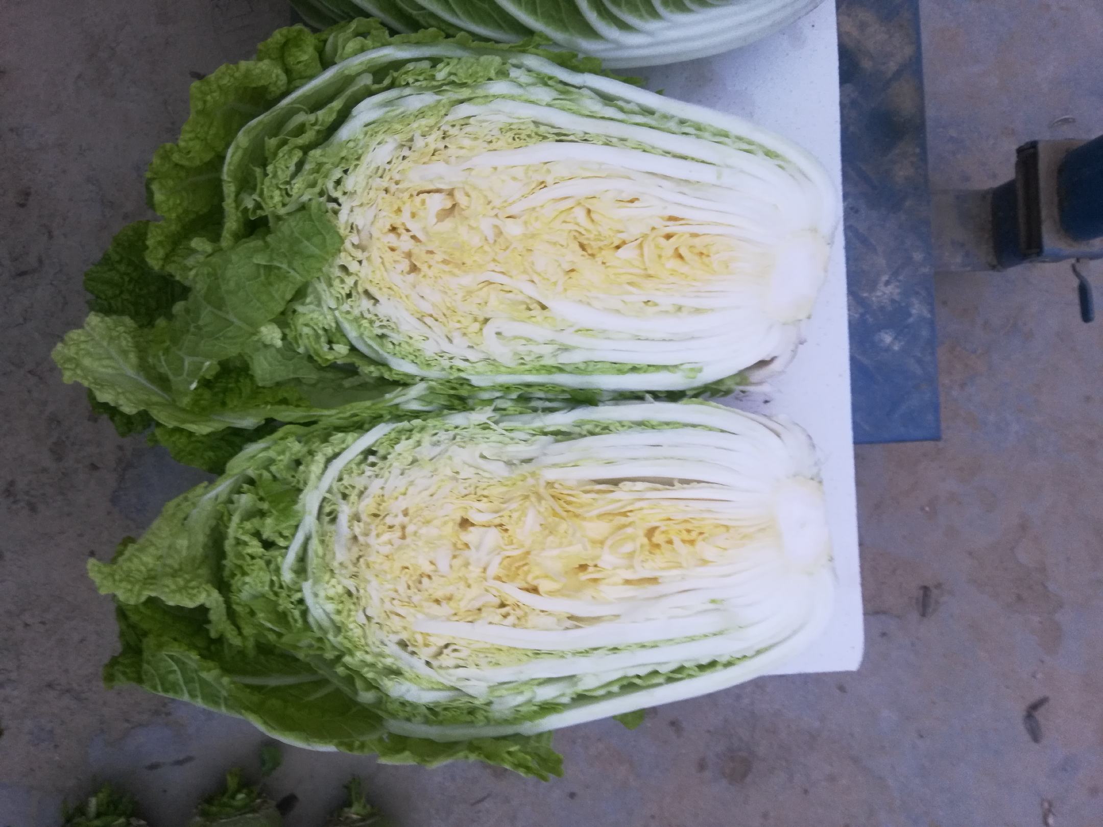 白菜分层腌制过程示意图