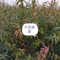 I河北大花溲疏，河北大花溲疏供应，河北大花溲疏基地