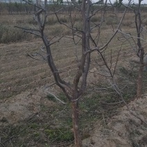 枣树价格，8公分枣树基地，10公分枣树报价