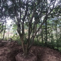 柚子树地径8-20公分