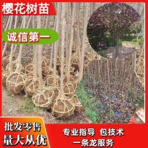 樱花树，日本晚樱，绿化专用，1到20公分，规格齐全！