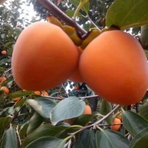 陕西富平精品流心吊霜降柿饼