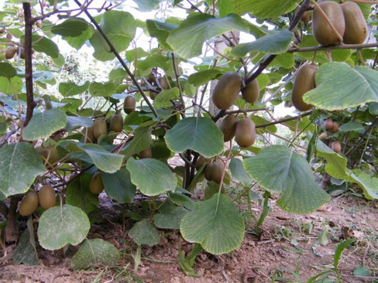 沙棘果与猕猴桃对比图