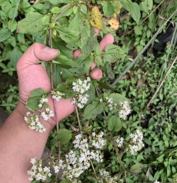2021新货上市重庆梁平野生白花败酱草 臭败酱