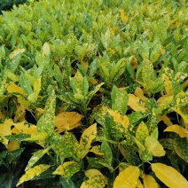 黄素梅自家种植大量销售