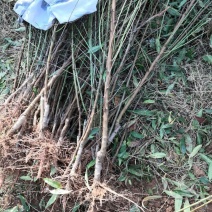 巴旦木树苗成品，包成活，保证品种放心购买要的预定