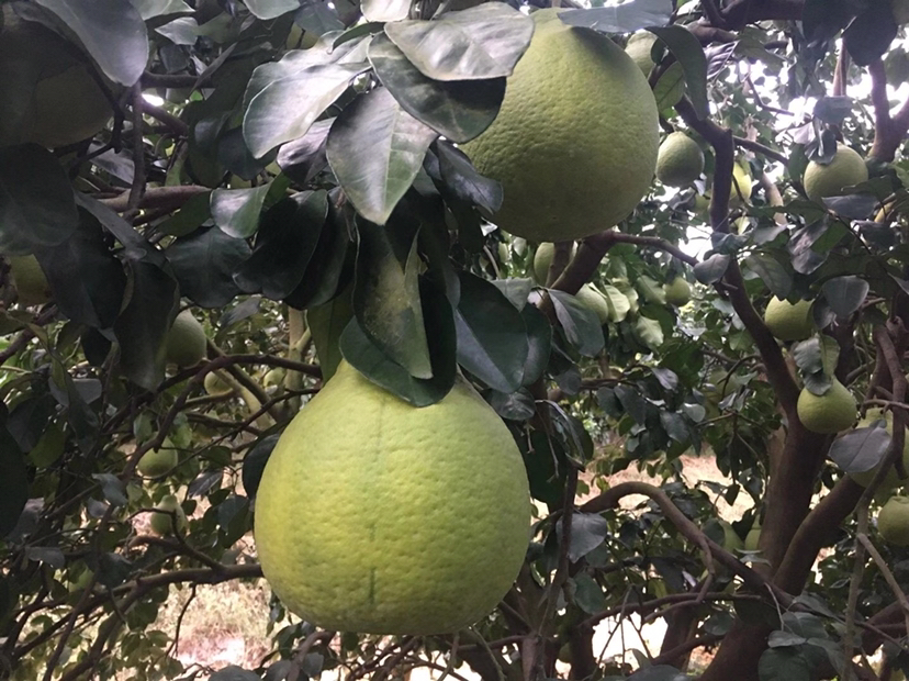 沙田柚冬季修剪示范图