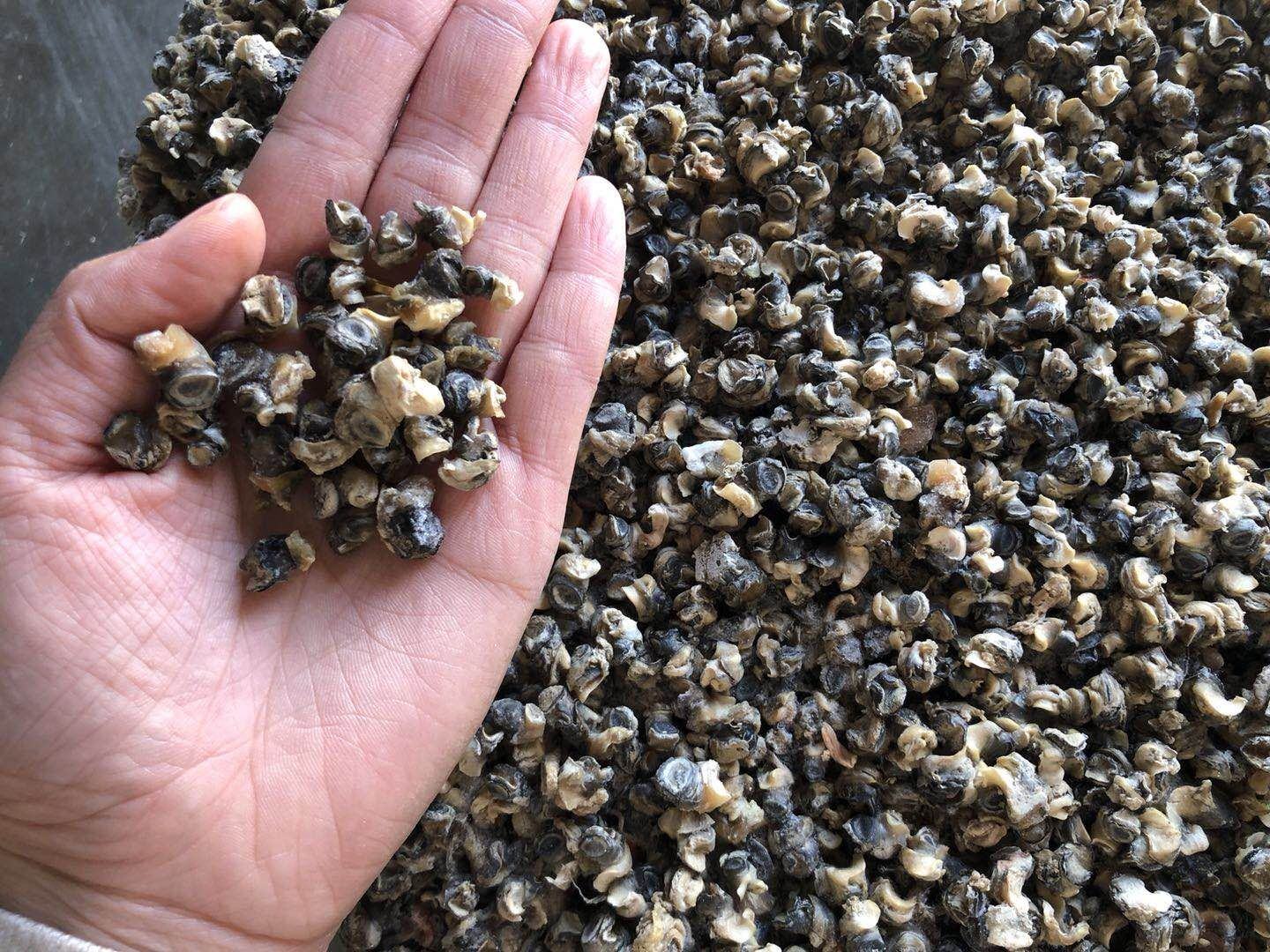 [田螺肉批发]柒贝正宗无沙新鲜速冻螺蛳肉田螺肉10元一斤价格10.