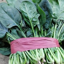 菠菜大量上市，精品菠菜，质量很好价格便宜，欢迎打扰，