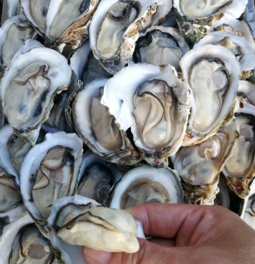 [生蚝批发]北海本地区域优质生蚝2个左右一斤价格6.90元/斤 - 一亩田
