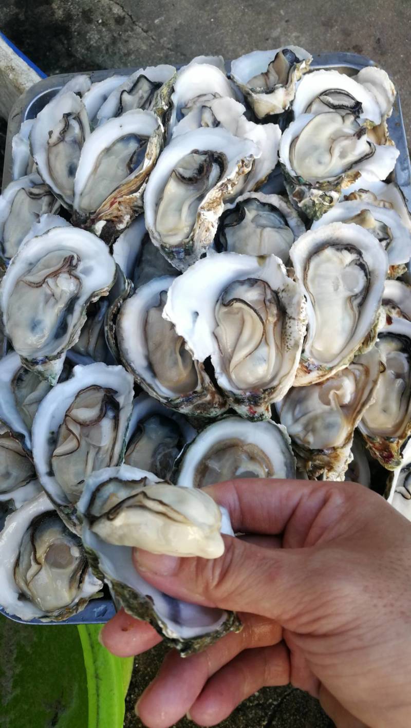 [湛江生蚝批发]广西北海海城区生蚝 6.