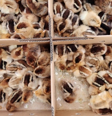 [鸡苗批发]大种k901鸡苗.价格3.00元/个 - 一亩田