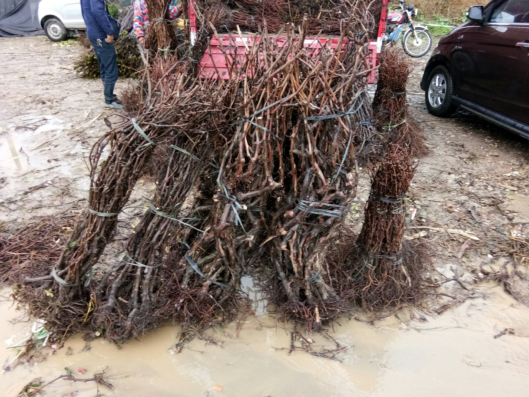 图示为嫁接成活后的夏黑葡萄植株进行整形修剪的过程 夏黑葡萄嫁接后管理图