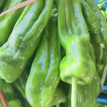 辣椒，大量上市，露天，大棚，新鲜蔬菜，产量大，品种全