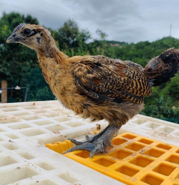 土鸡苗云南本地纯土鸡苗