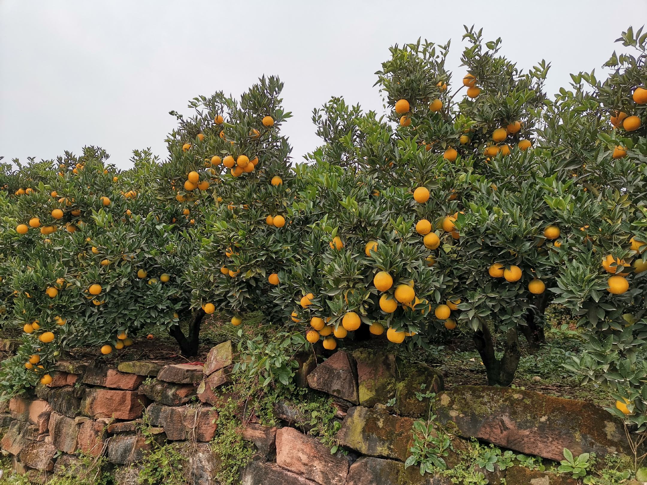 金堂脐橙产品展销会现场，多种包装的脐橙陈列在展台上