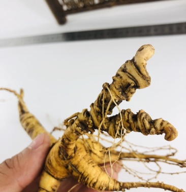 林下参双芦头泡酒大货