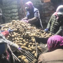 土豆种子荷兰十五脱毒种薯抗病高产销售全国各地。