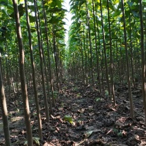 楸树种植基地3公分，5公分，4公分，工程用苗，造林用苗
