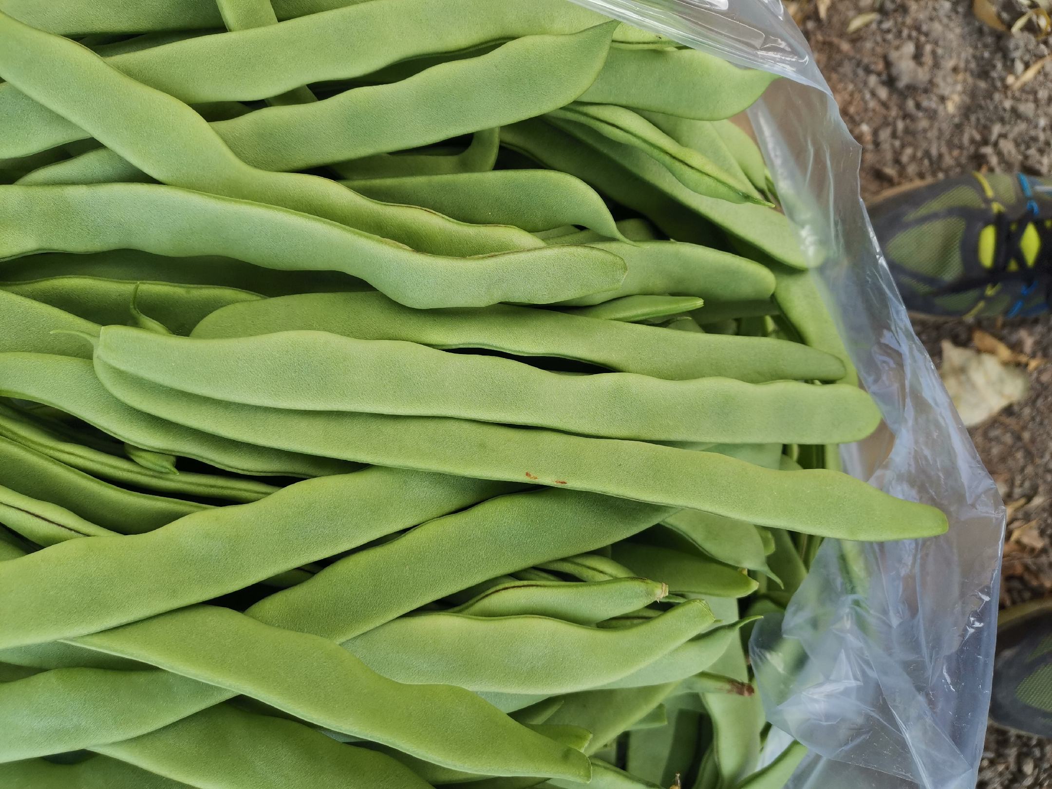 家庭厨房场景：手部特写正在用拇指按压绿扁豆豆荚中部测试弹性，豆荚平铺于竹制砧板上，背景可见带温度显示的家用冰箱冷藏室