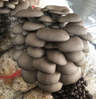 食用菌食用菌鲜货平菇灰平菇