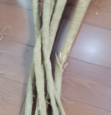 鲜货条子千斤拔家种