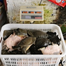 江西8年老甲鱼江西老水鱼