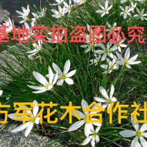 葱兰基地直销大量现货开正规发票全部现挖现卖