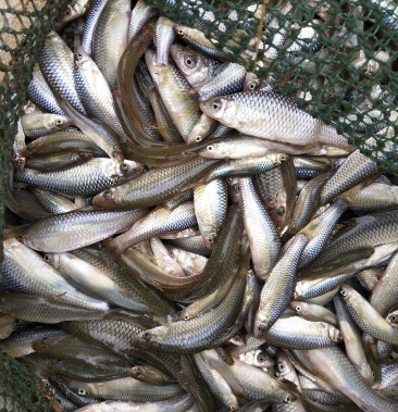 鲜活麦穗鱼,小麻鱼,禾稿子,小杂鱼,全年批发