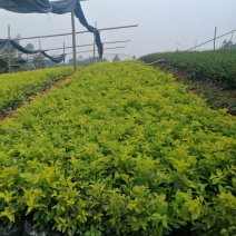 广西南宁黄素梅自家种植，大量有货
