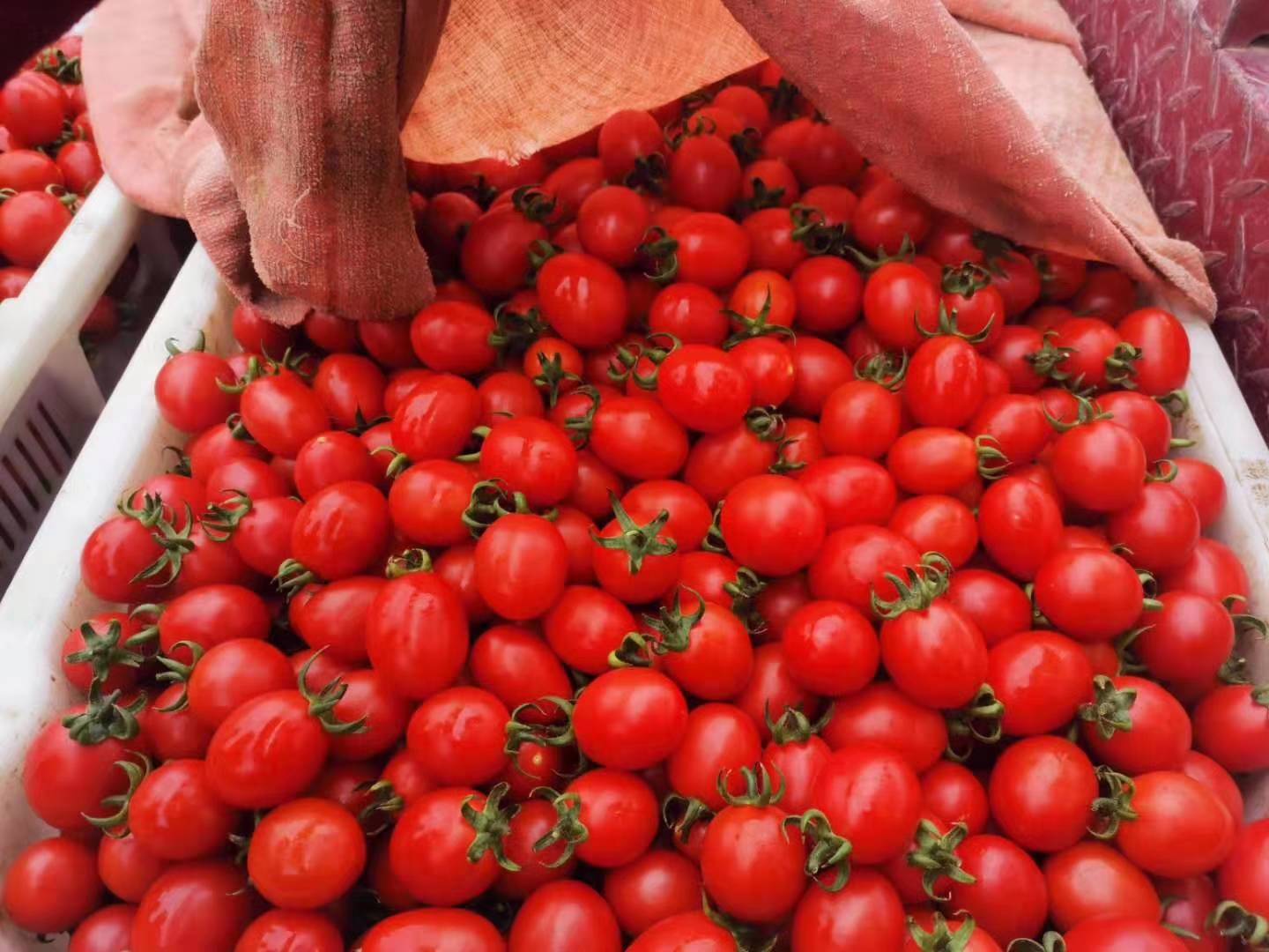 贝贝柿子与圣女果的市场销售对比图