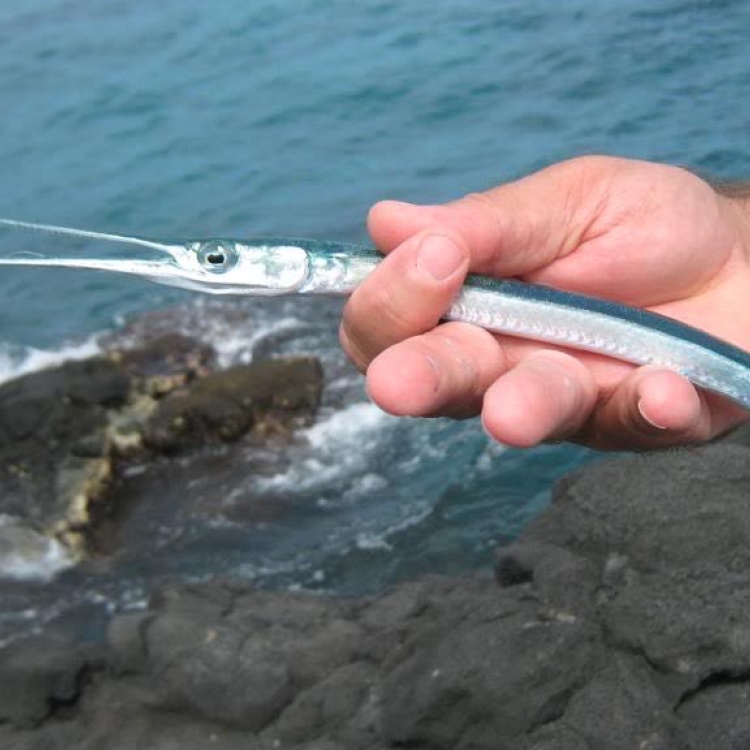 [白鳝鱼批发]【深海白鳝鱼】主产于我国的海南岛,舟山群岛等海域,价格