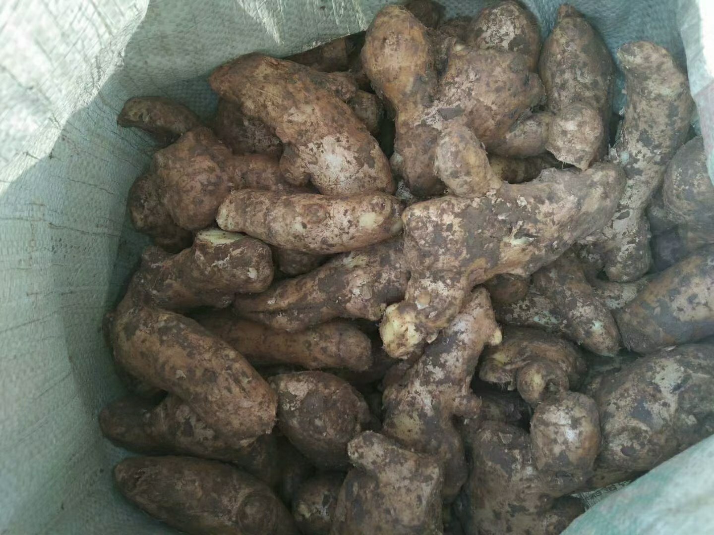 精选无病害姜母种块,芽眼饱满 姜母选种图