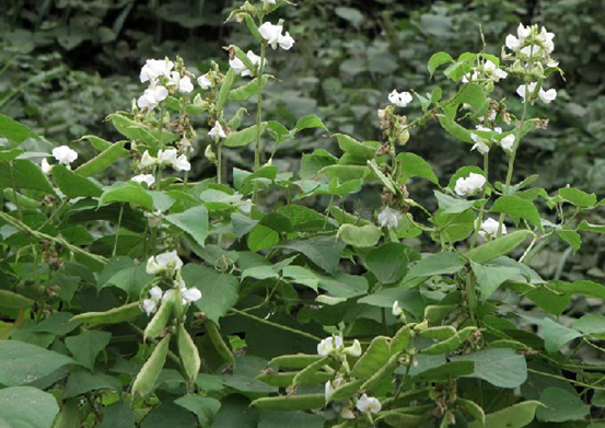 白扁豆植株生长状态