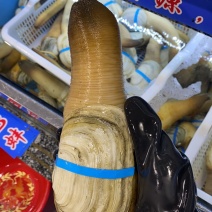 象拔蚌，价格私聊，批发供应商，酒店，美国养殖蚌