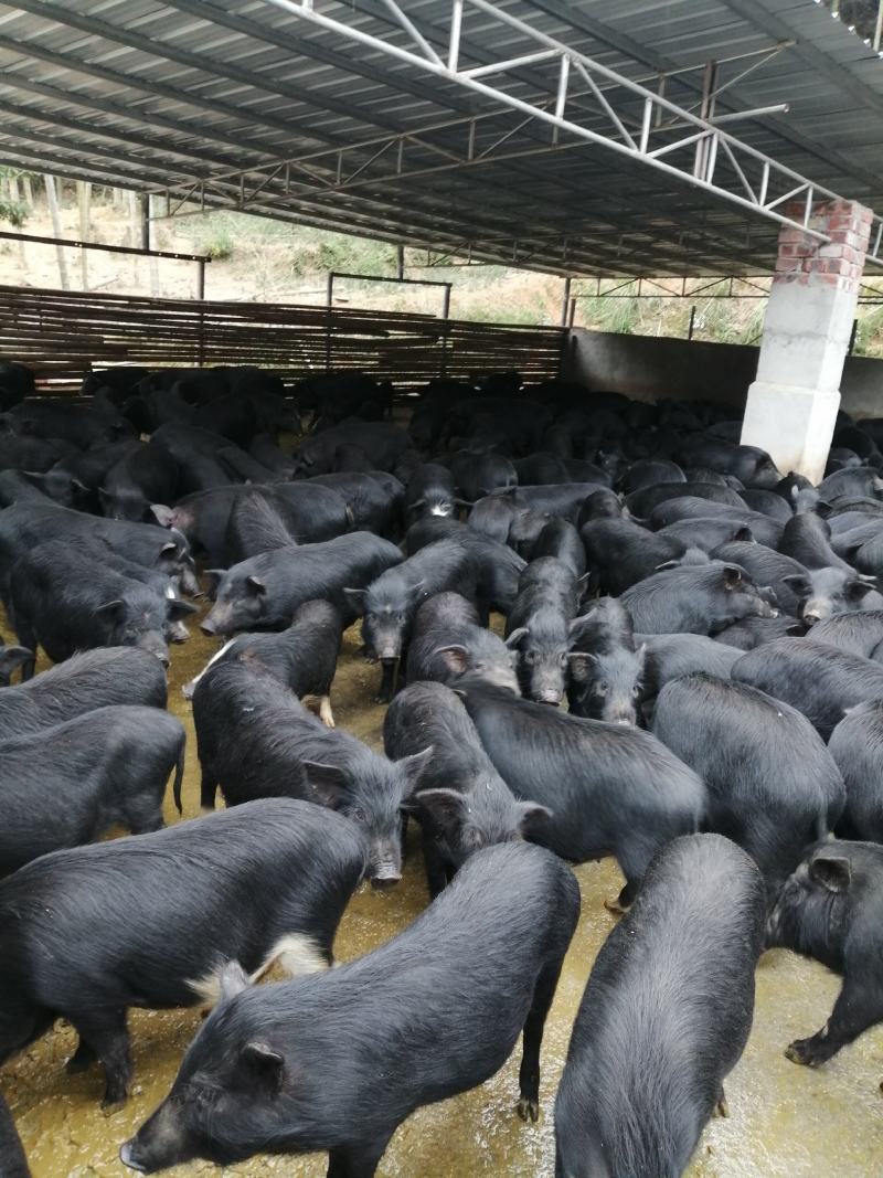 [藏香猪批发]江西赣州龙南市香猪 23.00元/斤原生态藏香猪生 _ 一亩田