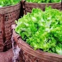 四川儿菜新鲜蔬菜欢迎采购