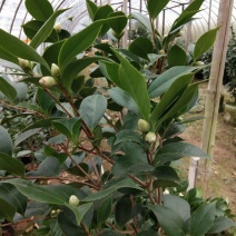茶花基地批发一手货源长期供应货源充足质量保障欢迎来场指导