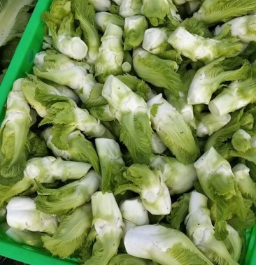 精品净儿菜,净儿菜,净儿菜,中华神菜,质优量大,发货速度