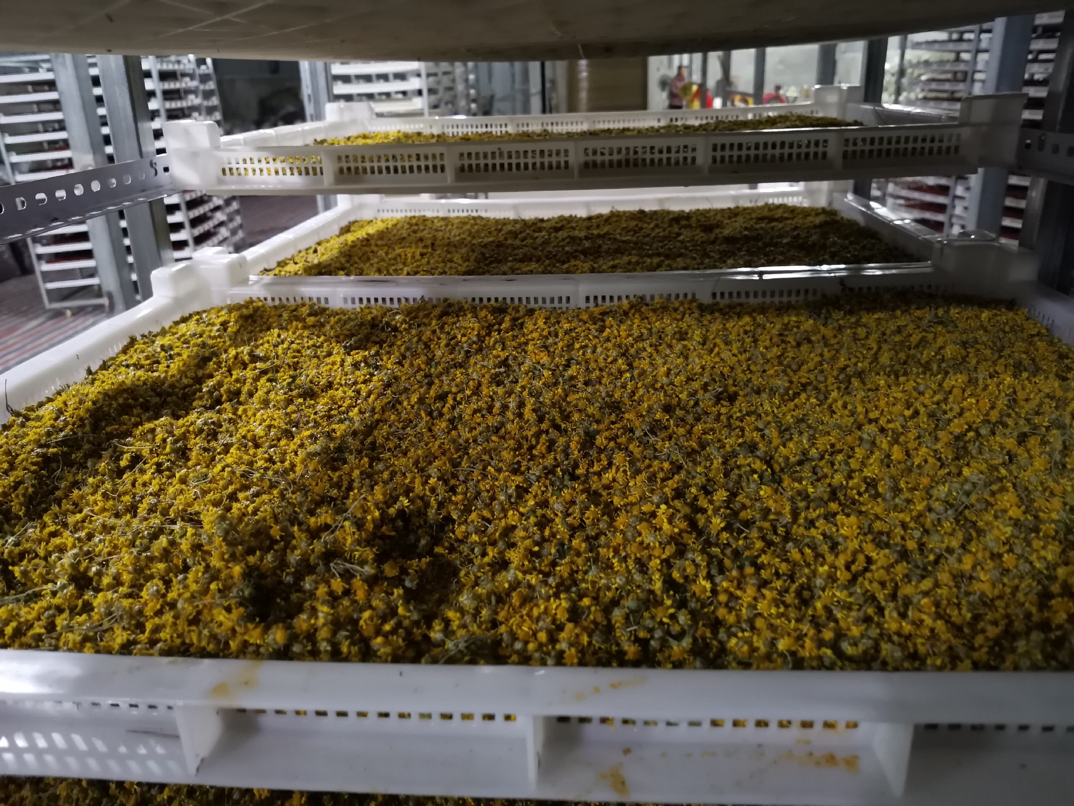 野菊花干燥处理图,展示在阴凉通风处摊晾的标准化干燥流程 野菊花干燥处理图