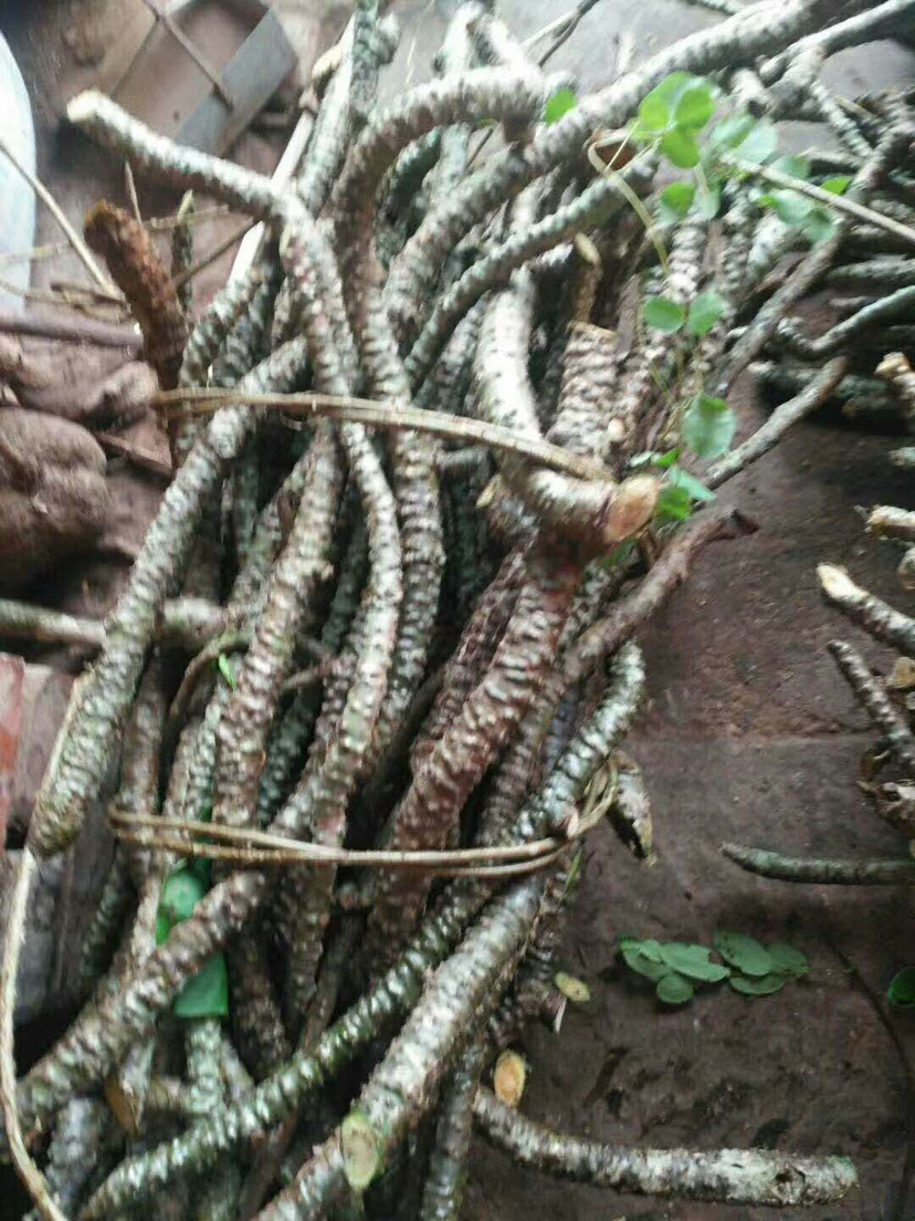 [黑血藤批发]云南黑苦藤,黑血藤,价格4.00元/斤 - 一亩田