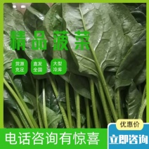 河北邯郸精品菠菜叶厚颜色好看口感好