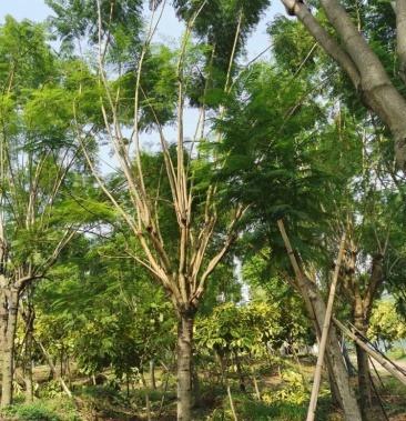 现场直拍照片20公分蓝花楹现货2000棵