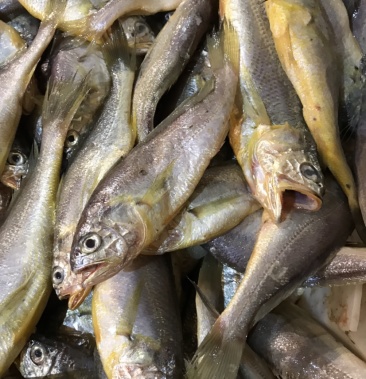 小黄花鱼 黄大头 黄花鱼 江苏连云港海头直发