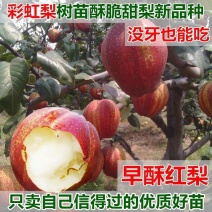 绿宝石梨树秋月梨苗品种丰富规格齐全基地直销一手苗圃