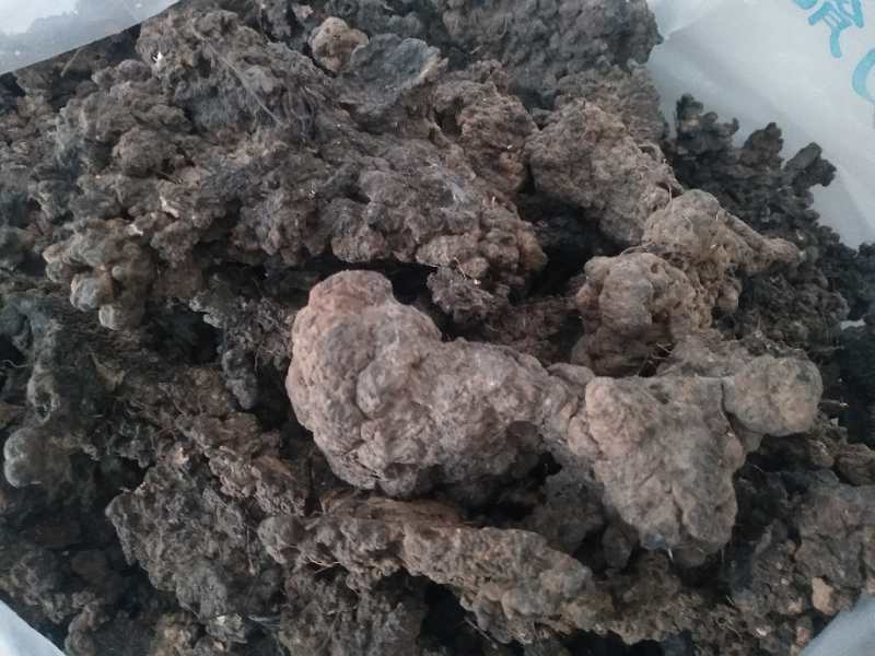 阳虚体质人群在寒冷季节更需注意饮食调理