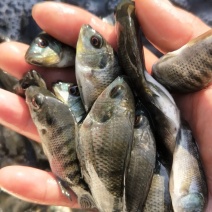 长年供应，罗非鱼苗，海南一号宝路罗非鱼，脆肉罗鱼场地直销