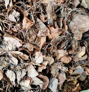 中药材精选中药材鹿晗草鹿衔草蹄草鹿含草