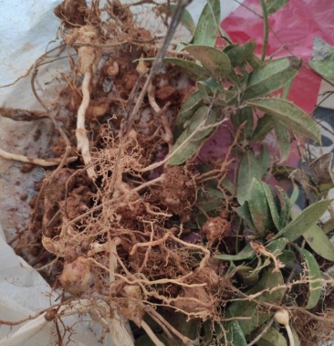 土茯苓冷饭团江西白肉土茯苓鲜果