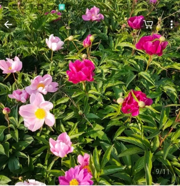 优质粉花赤芍苗吉林省四平市梨树县基地种植保成活